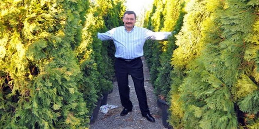 Gökçek ağaç, çalı ve çiçeğe 418 milyon dolar harcamış!
