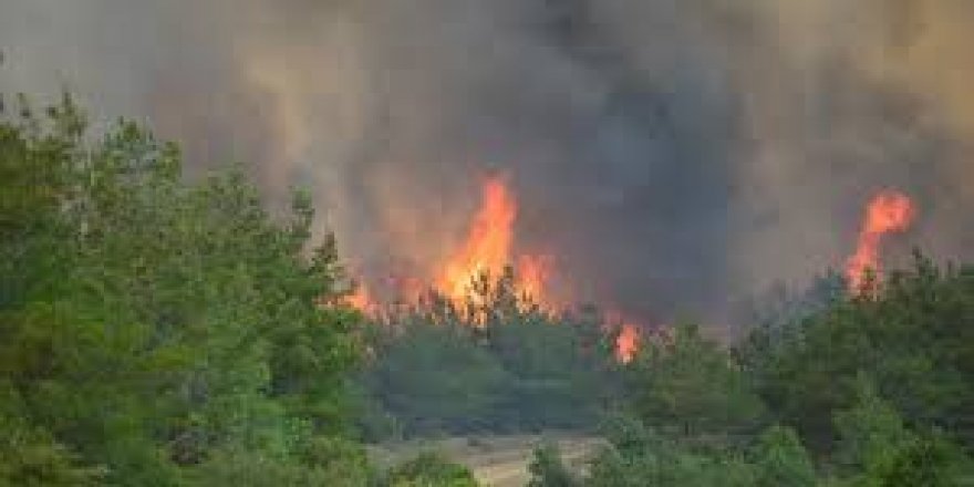 2019'da 2 bin 688 orman yangını çıktı, 11 bin hektar alan kül oldu: Yangınların yarısı 'faili meçhul'