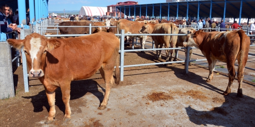 TZOB Başkanı Bayraktar Kurbanlık Fiyatlarını Açıkladı