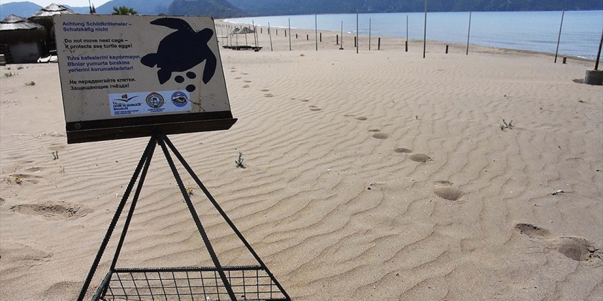 İztuzu Plajı'nda Caretta Caretta Yuvası Sayısı 661'e Ulaştı