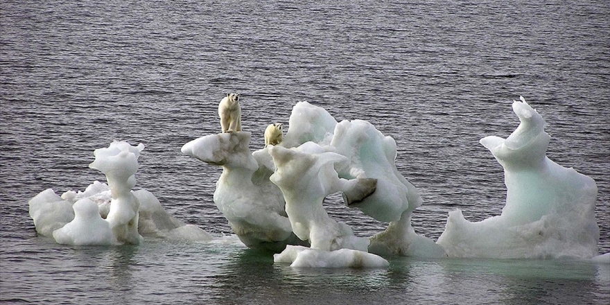 Kutup Ayılarının Nesli Bu Yüzyıl İçinde Tükenebilir
