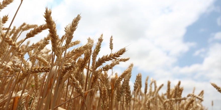 Milli Tohum 'Hüseyinbey' İle Buğday Verim Rekoru Kırıldı