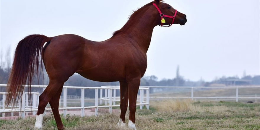 TİGEM 143 Safkan Arap Koşu Tayı Satacak