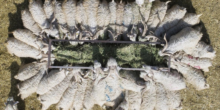 Kurbanlık İçin Küçükbaş Önerisi