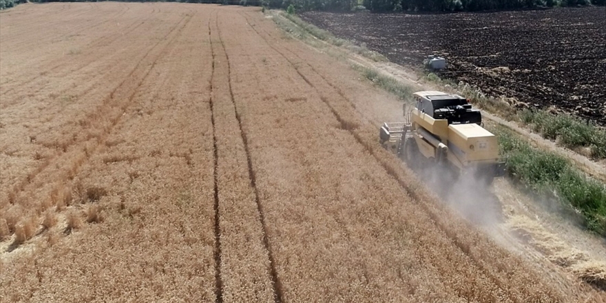 Üreticilere Yüzde 75 Hibe Desteğiyle 6 Bin 100 Ton Tohum Dağıtıldı