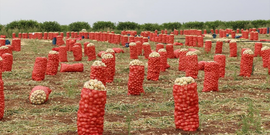 Soğan Ve Patateste Hasat Verimli Geçti, İhracat Serbest Bırakıldı