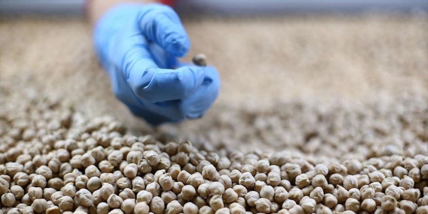 Bakliyatı 'Güneş Işığı Almayan Yerlerde Saklayın' Önerisi