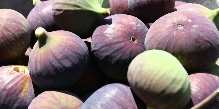 Siyah İncir İhracatında Hedef 60 Milyon Dolar