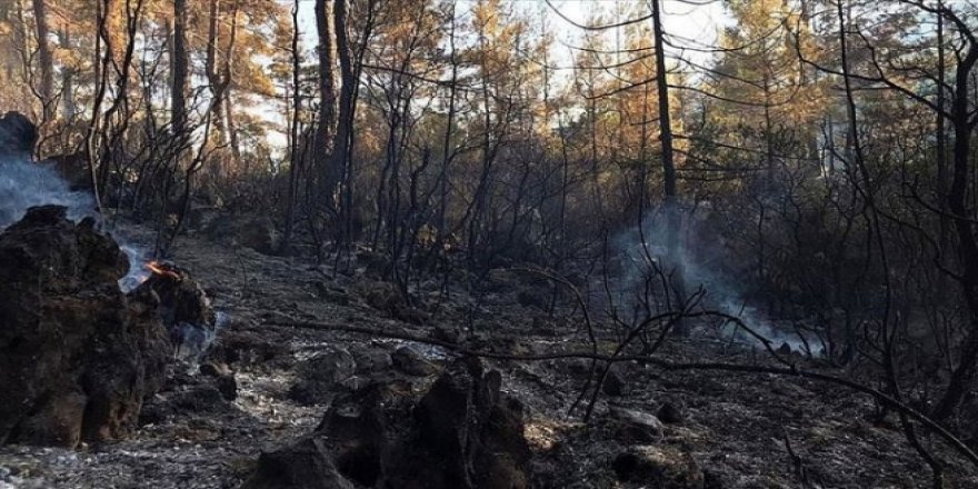 Burdur'daki orman yangınının mangaldan çıktığı tespit edildi