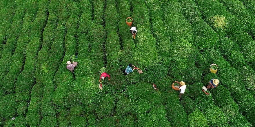 Çaykur'da Yaş Çay Bedeli Ödemelerine Başlandı