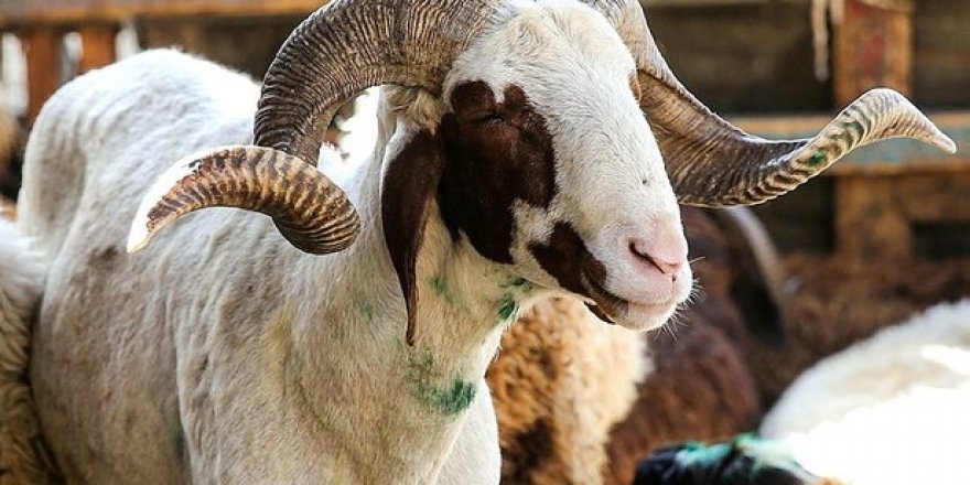 Onur Akbaş yazdı: ÇATMA KURBAN OLAYIM