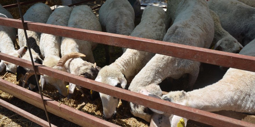 Kuşadası Kurban Bayramına Hazır