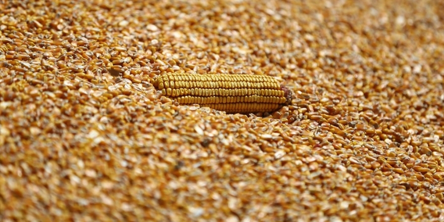 Bakan Pakdemirli Mısır Alım Fiyatını Açıkladı