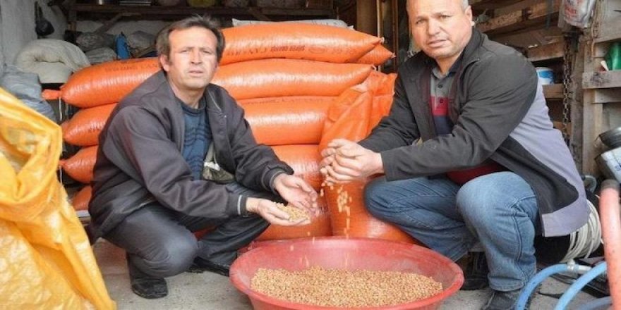 Nohut elde kaldı, çiftçi perişan, Meksika'dan nohut alan çiftçinin nohutunu almıyor