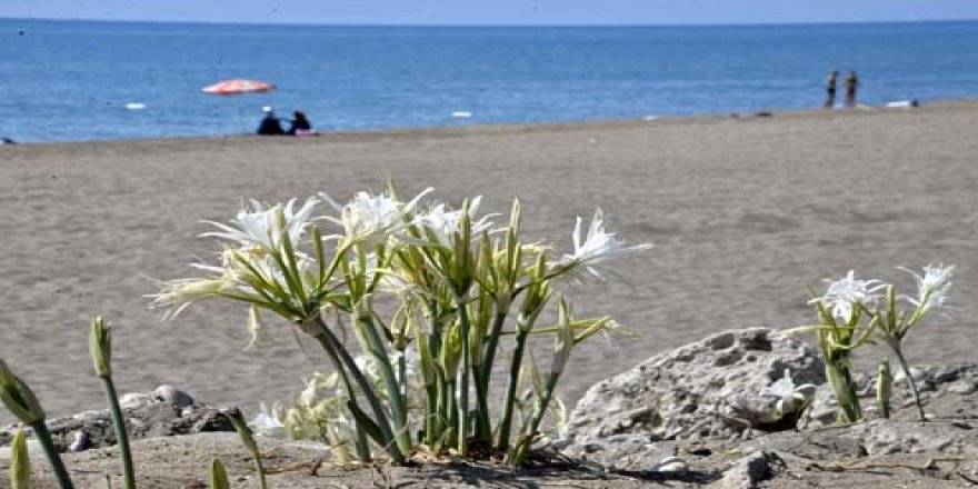 Bu bitkiyi koparmanın cezası 73 bin lira