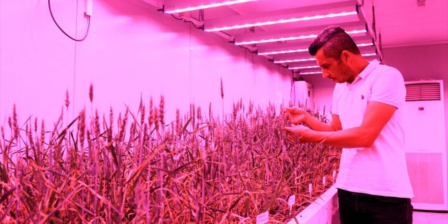 Buğdayın Laboratuvardaki Hasadı 8 Aydan 2 Aya Düştü
