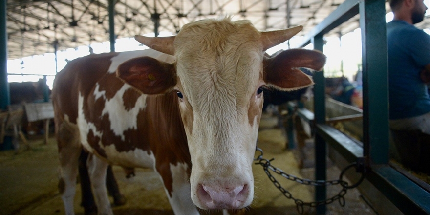 Elde Kalan Kurbanlıkları Et Ve Süt Kurumu Alacak