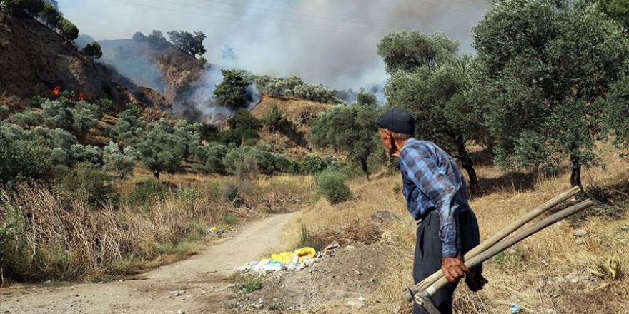 Aydın'da zeytinlik ve incirlik alanda yangın çıktı