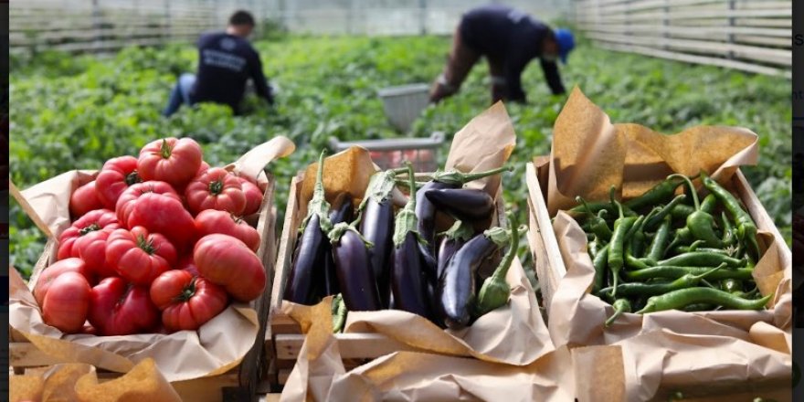 AYDIN BÜYÜKŞEHİR BELEDİYESİ ATA TOHUMLARINDAN ÜRETTİĞİ SEBZELERİ VATANDAŞLARLA BULUŞTURUYOR
