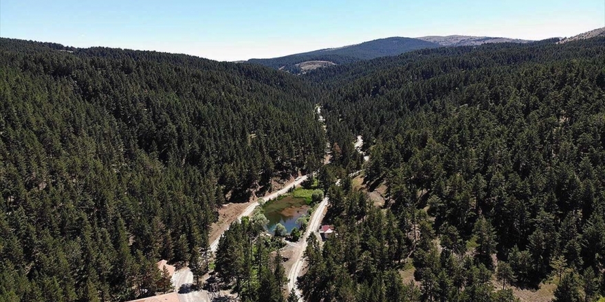 Dumanlı Yaylası Doğasıyla Misafirlerini Cezbediyor