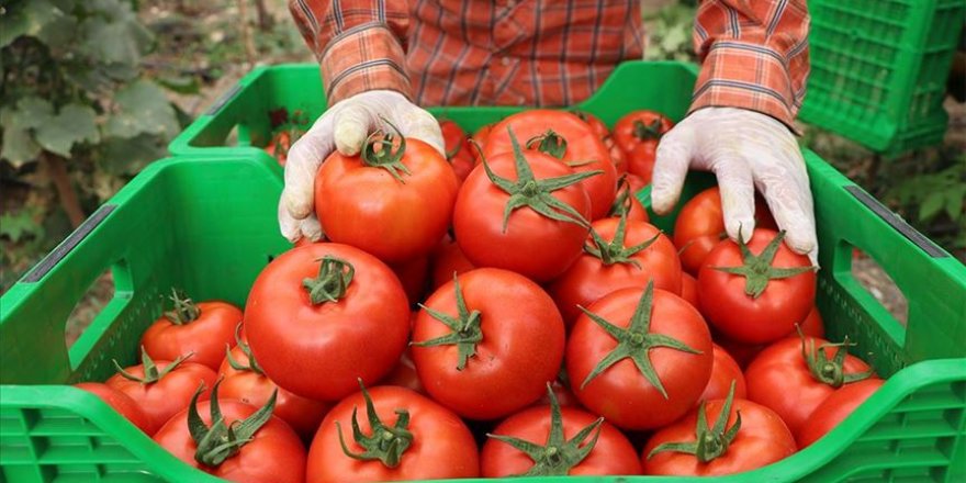 Örtü altı hasadına başlanan yayla domatesine talep arttı