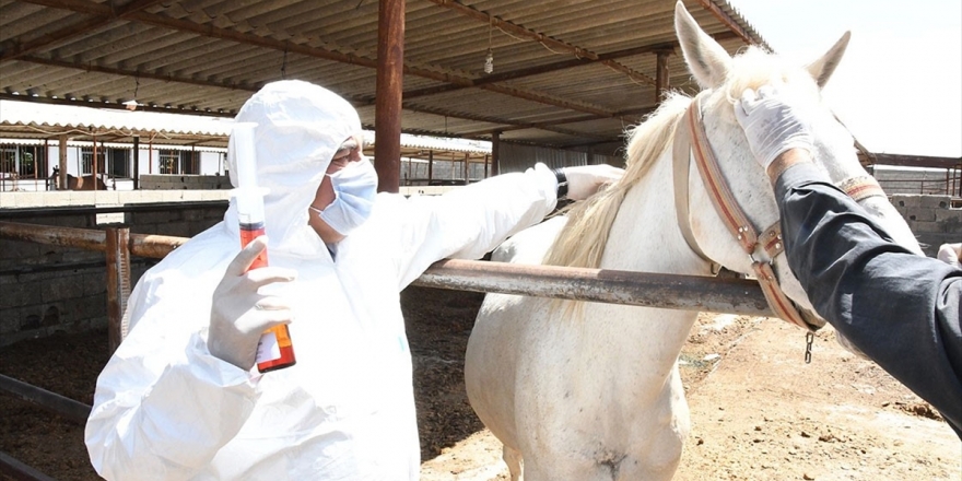 Adıyaman'da Kovid-19'a Karşı Atlardan Elde Edilen Antiserum Üretiminde Sona Gelindi