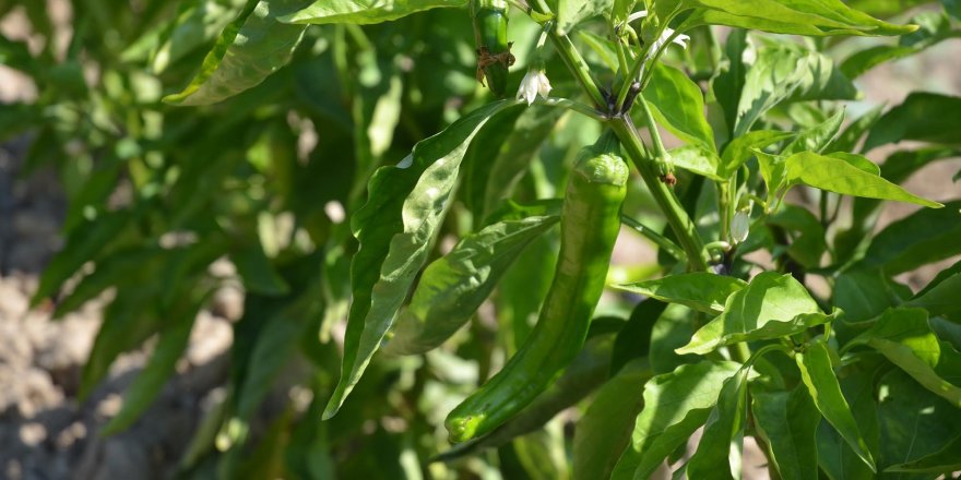 ADABAHÇE’DE HASAT HEYECANI