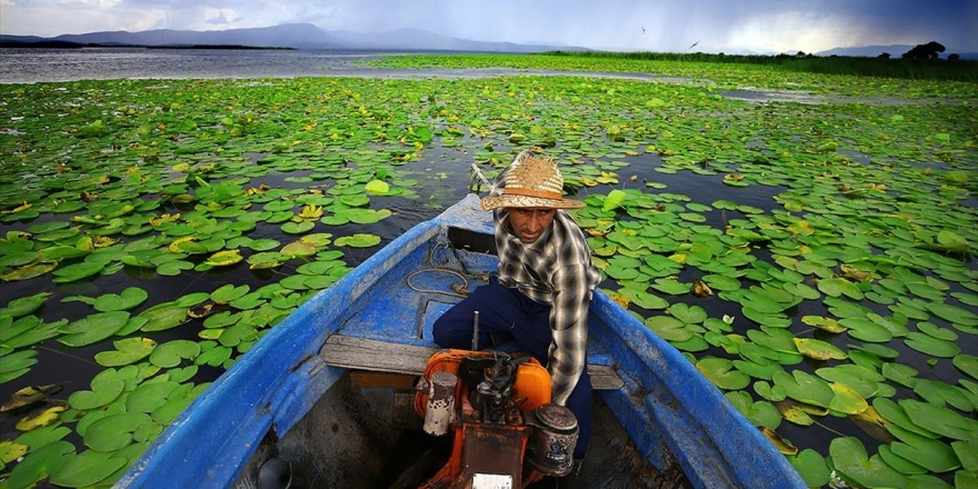 Eşsiz Güzelliğe Sahip Nilüferler Suda Görsel Şölen Sunuyor