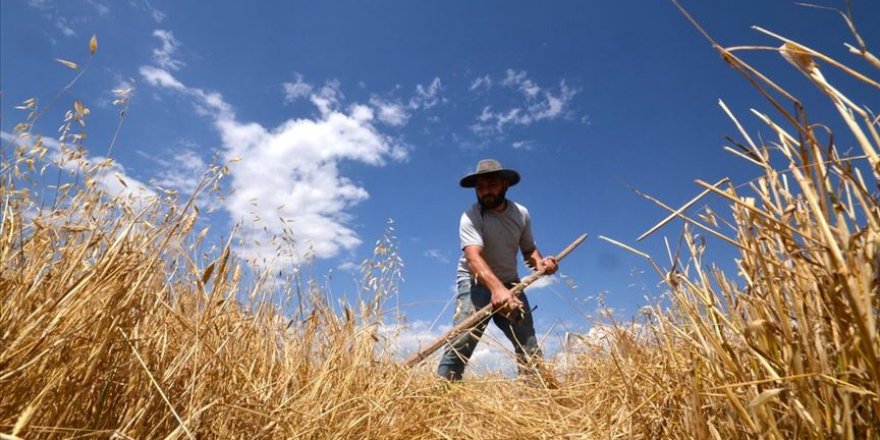 'Kara kış' nedeniyle ekimin geç yapıldığı Kars'ta hasat dönemi