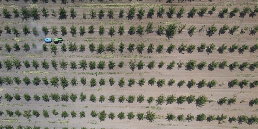 11 milyon metrekare Hazine arazisi ağaçlandırma için kiraya verildi