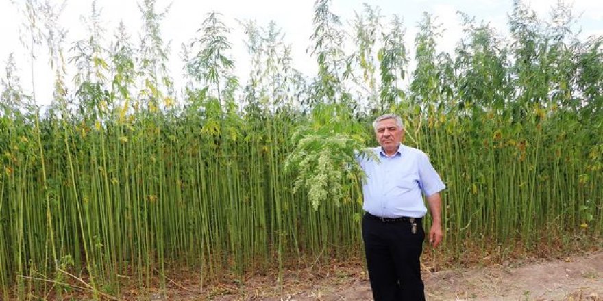 Boyu 4 metreye ulaşan kenevirlerin hasadı yaklaşıyor