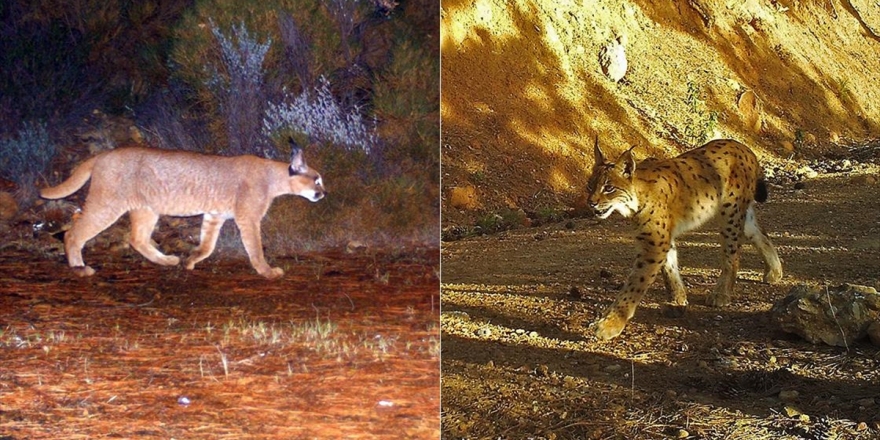Karakulak Ve Vaşağın Batı Anadolu'da Bir Arada Yaşadığı Ortaya Çıktı