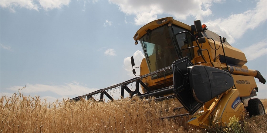 TMO Genel Müdürü Güldal : Hububat Rekoltesi Geçen Yıla Göre Daha Yüksek