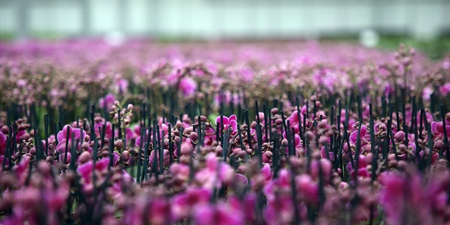 Serada Yetiştirilen Rengarenk Orkideler İç Pazarın Gözdesi Oldu