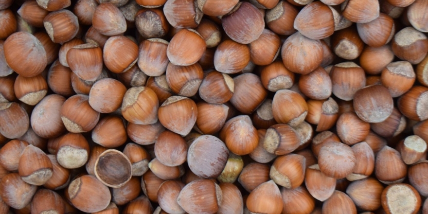 TMO Fındık Alımlarına Başladı