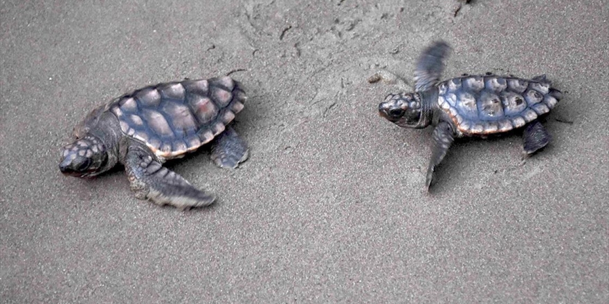 İztuzu Plajı Caretta Caretta Yuvası Ve Yavru Çıkışında Rekor Kırdı