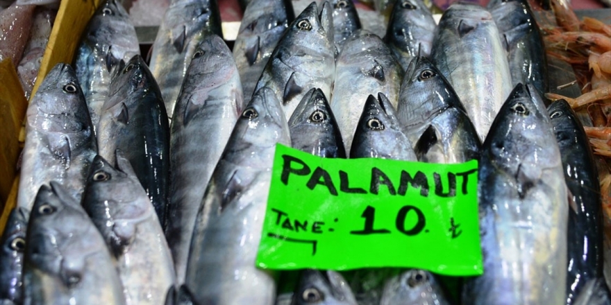 'Denizin Kırmızı Etli Balığı' Palamut 10 Liradan Tezgahlarda
