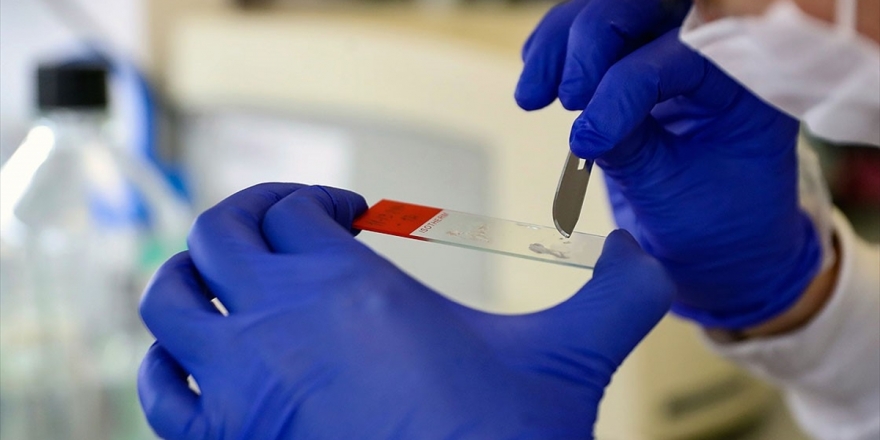 Transgenik Fareler Kovid-19 Aşısı Ve İlaç Çalışmalarını Hızlandıracak