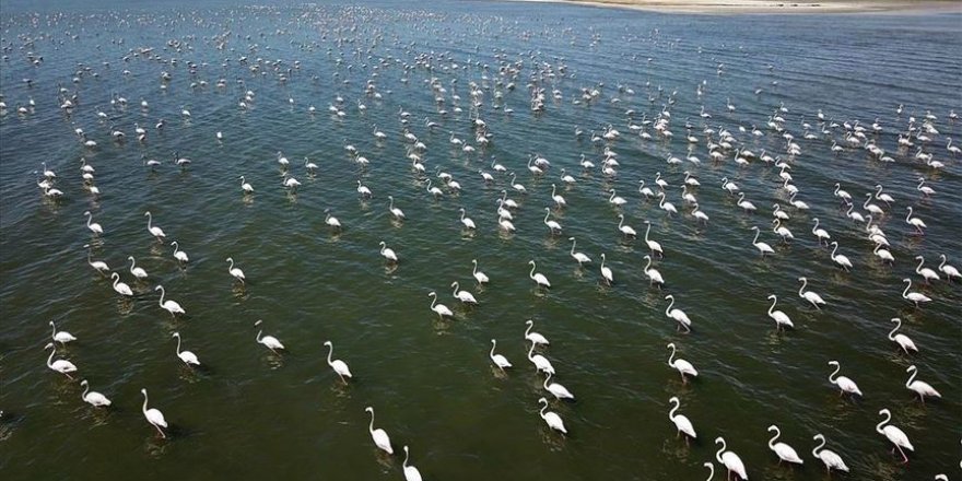 Flamingolar Van Gölü sahillerine renk katıyor