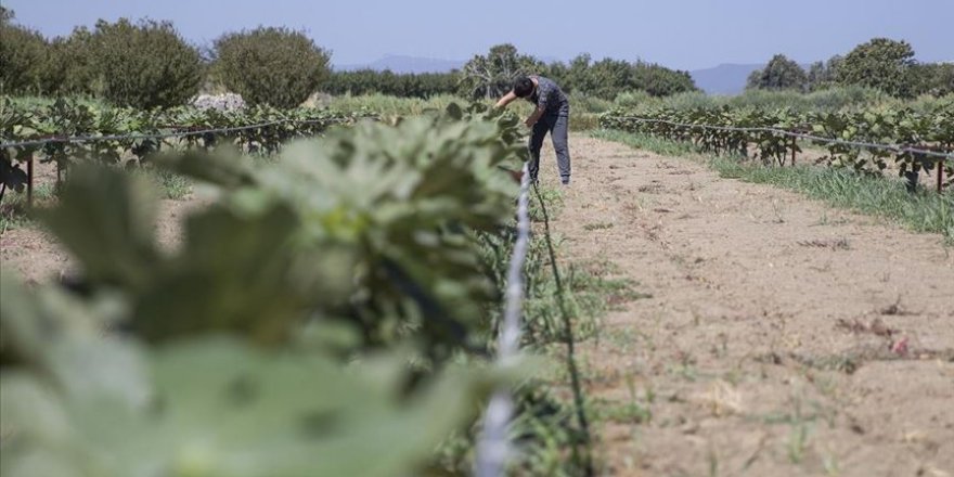 Telle 'terbiye' ettiği incirde alandan 10 kat tasarruf sağladı