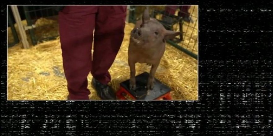 Elon Musk beyin-bilgisayar arayüzünü tanıttı