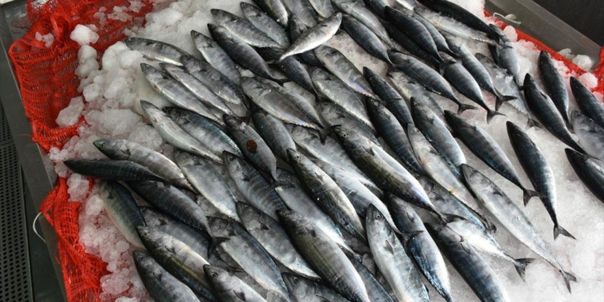 Balıkçılar 'Vira Bismillah' Dedi Tezgahlar Şenlendi