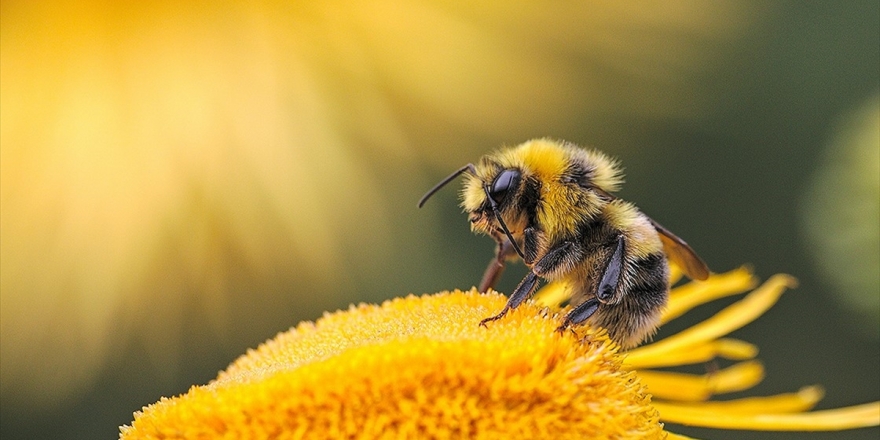 Bal Arısının Zehri Laboratuvarda Meme Kanseri Hücrelerini Yok Etti
