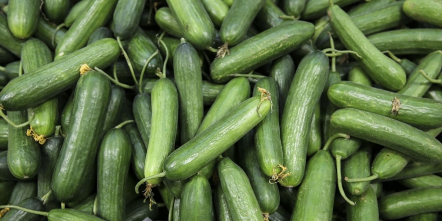 Ağustosta Fiyatı En Fazla Artan Ürün Salatalık, En Çok Düşen Erik