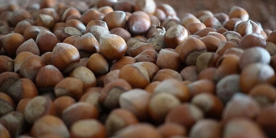 Türkiye En Fazla Fındığı İtalya'ya Sattı