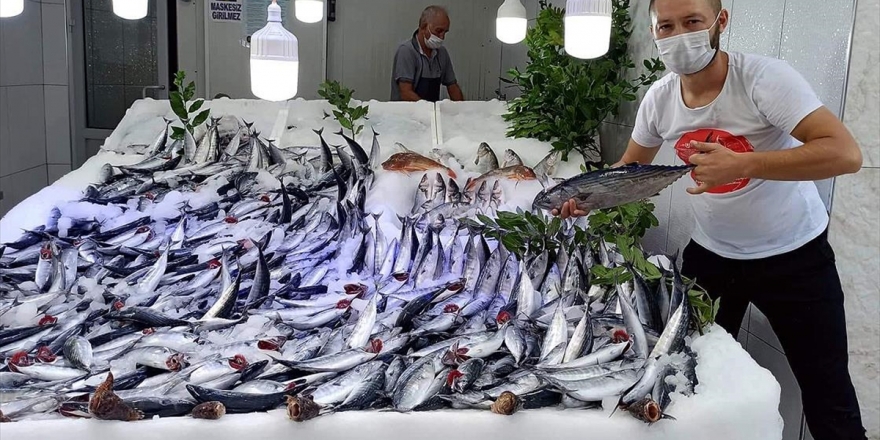 Karadenizli Balıkçının Yüzünü Palamut Güldürüyor