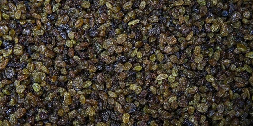 TMO Kuru Üzüm Alımlarına Başlıyor