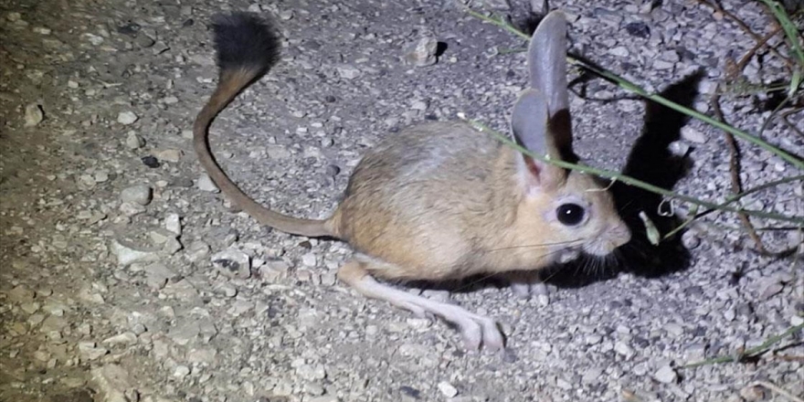 Amasya'da 'Arap Tavşanı' Görüntülendi