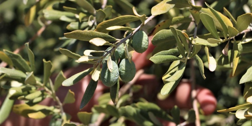 SPD Başkanı Yıldız: Gediz Havzasında yağışlar ve su kaynakları azalıyor. Kuraklık yönetimi başlamalı.