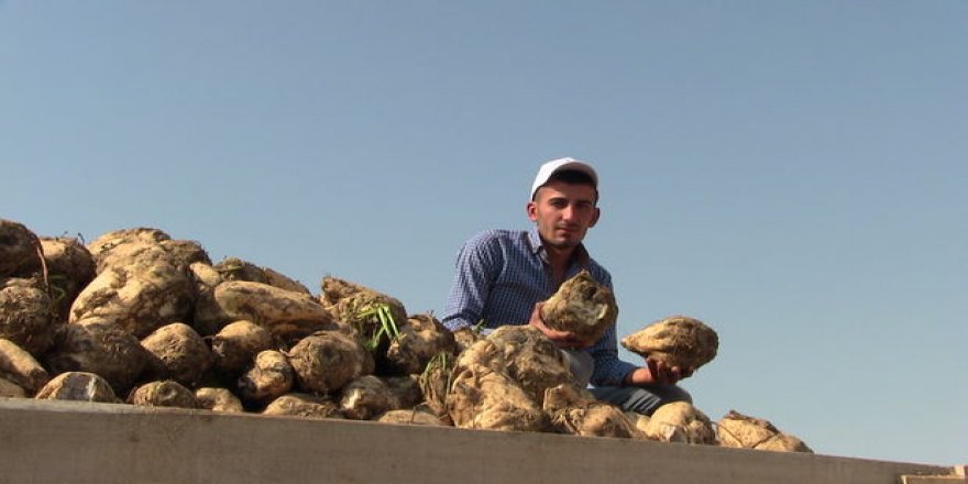 Türkşeker pancar, mısır ve ayçiçeği alımlarına başladı
